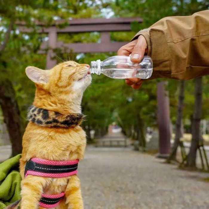 Владелец берет своих спасённых котанов в путешествия по Японии, и их Инстаграм ми-ми-ми