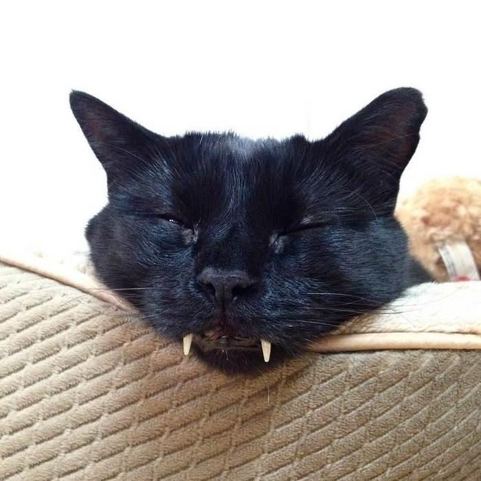 О судьбе кошки с внешностью вампира