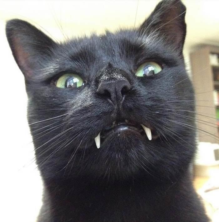 О судьбе кошки с внешностью вампира