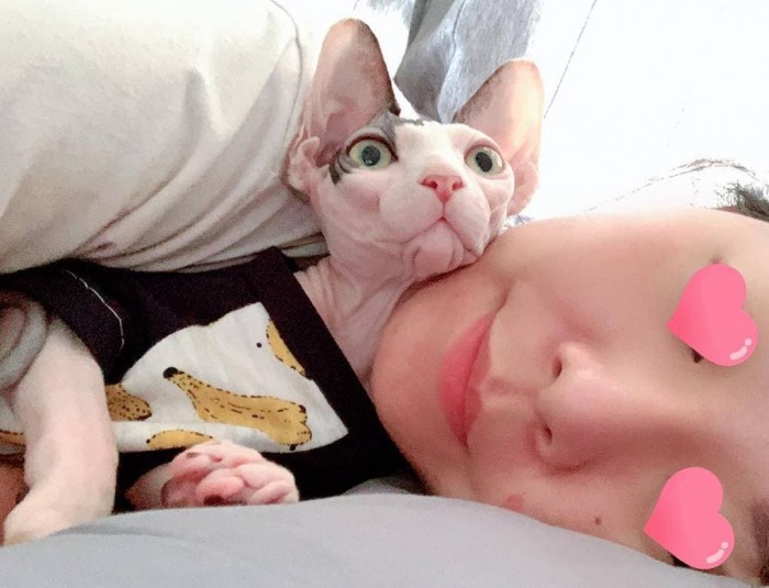 20 фотографий котят сфинксов, которым не нужна шерсть, чтобы покорить ваши сердечки