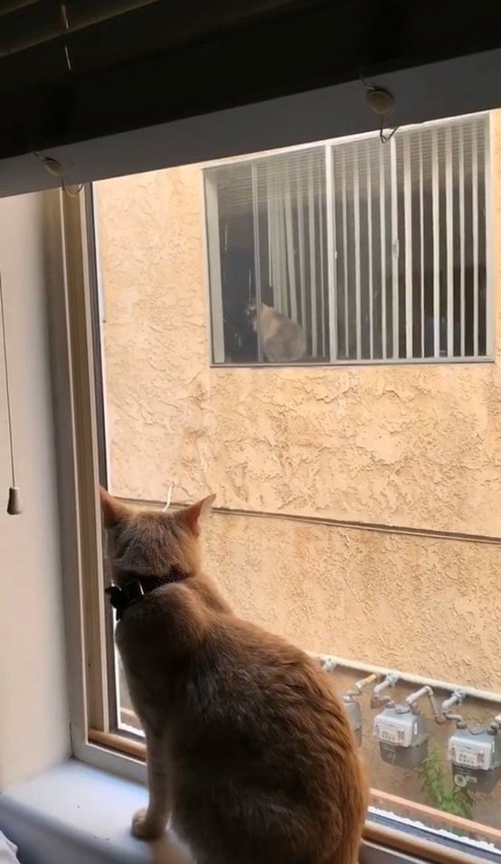 Кот нашёл себе нового друга, но они не могли познакомиться поближе. Тогда хозяйка решила им помочь