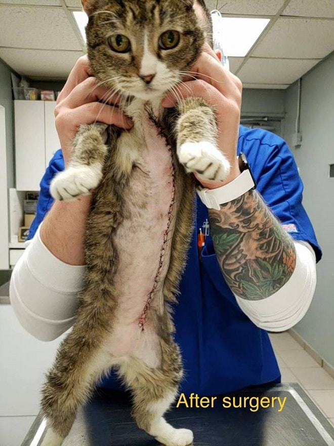 Несколько операций и угроза усыпления: Белла Роза, кошка с трудной судьбой