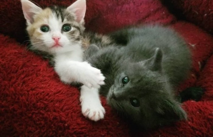 Два приютских котенка с трудной судьбой стали спасением друг для друга