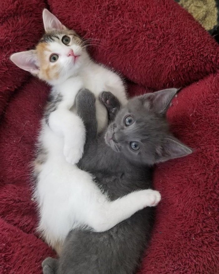 Два приютских котенка с трудной судьбой стали спасением друг для друга