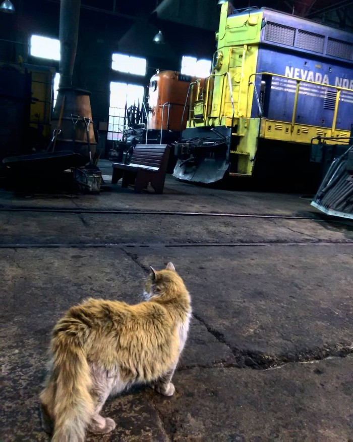Эта кошка выглядит так, будто она валялась в пыли и ремонтировала поезда. Но это её природный цвет!