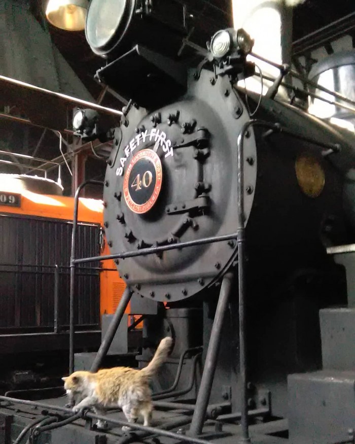 Эта кошка выглядит так, будто она валялась в пыли и ремонтировала поезда. Но это её природный цвет!