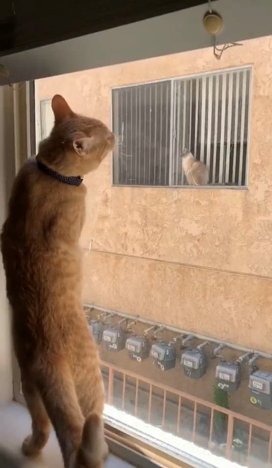 Дружба на расстоянии: как коты в домах напротив «общаются» через окно