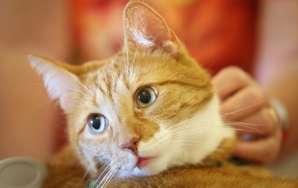 Японские ученые выяснили, что коты узнают свои имена только когда им выгодно
