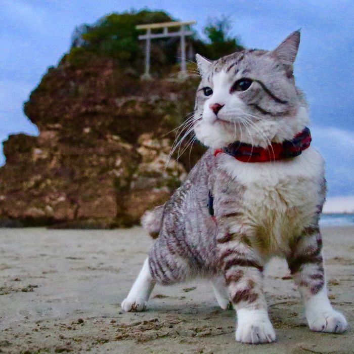 Самый фотогеничный кот Нянкичи, у которого не бывает плохих снимков