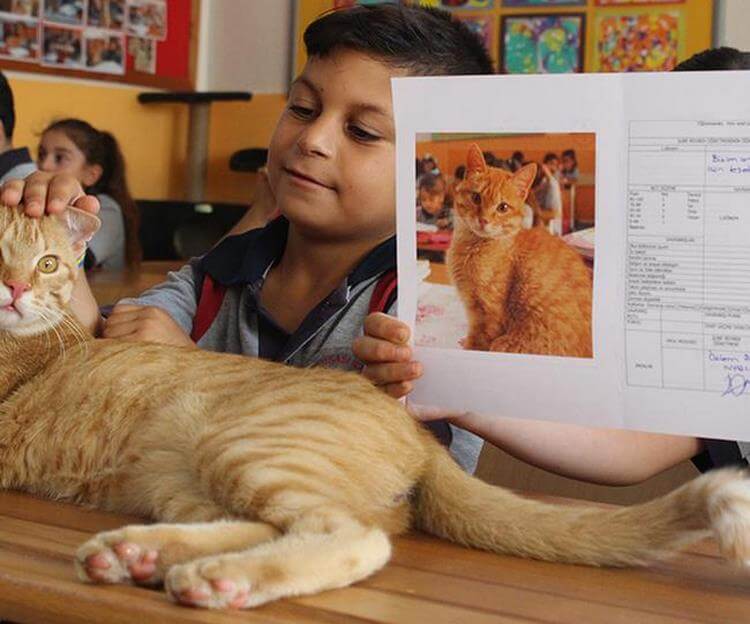 Котик учится в 3 классе и отказывается от еды, когда его не пускают в школу