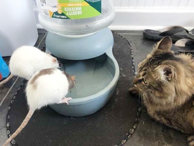 Когда крыса сбежала из своего домика, хозяйка никак не ожидала увидеть ее в клетке у кота