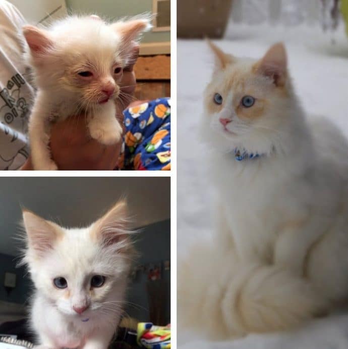 Грустное «до» и трогательное «после»: коты изменились, когда нашли Дом