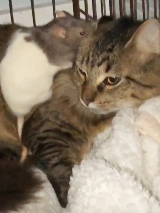 Когда крыса сбежала из своего домика, хозяйка никак не ожидала увидеть ее в клетке у кота
