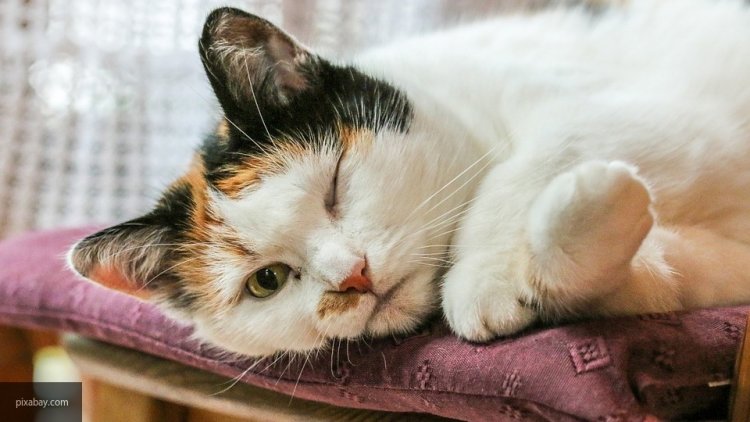 В США перестанут проводить эксперименты на кошках
