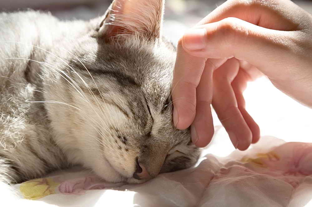 Панлейкопения – чумка кошки