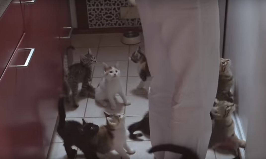 Так выглядит кормешка 14 котят: малыши атакуют