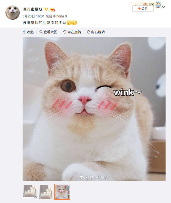 Кошачий бум охватил Китай: ради любимых котиков люди готовы на любые траты
