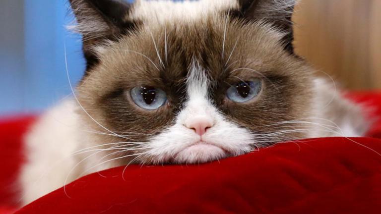 Умерла самая сердитая кошка интернета Grumpy Cat