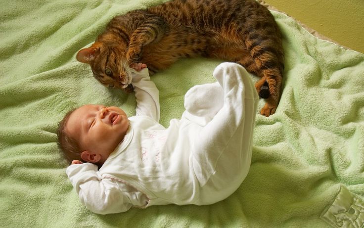Как отнесётся кошка к новорождённому ребёнку