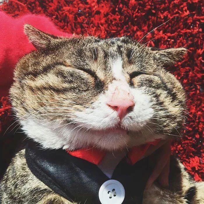 Ай Фэй — очень эмоциональный кот, который тянет на звание короля драмы
