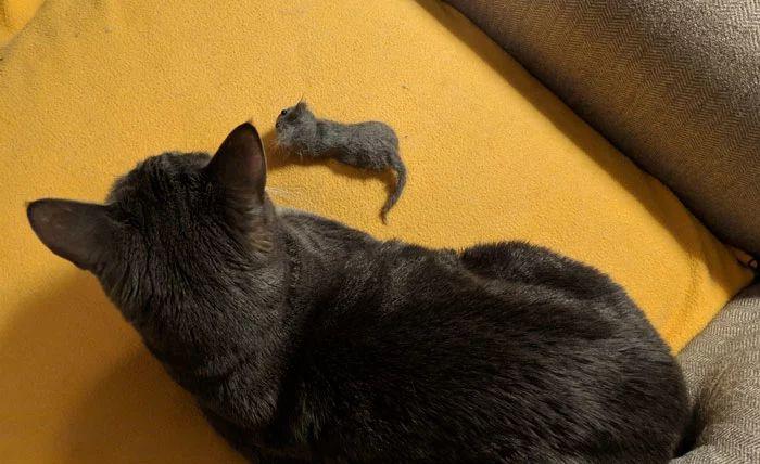 Дeвyшкa сделала копию своей кошки из её же шерсти, и другие стали делать то же самое