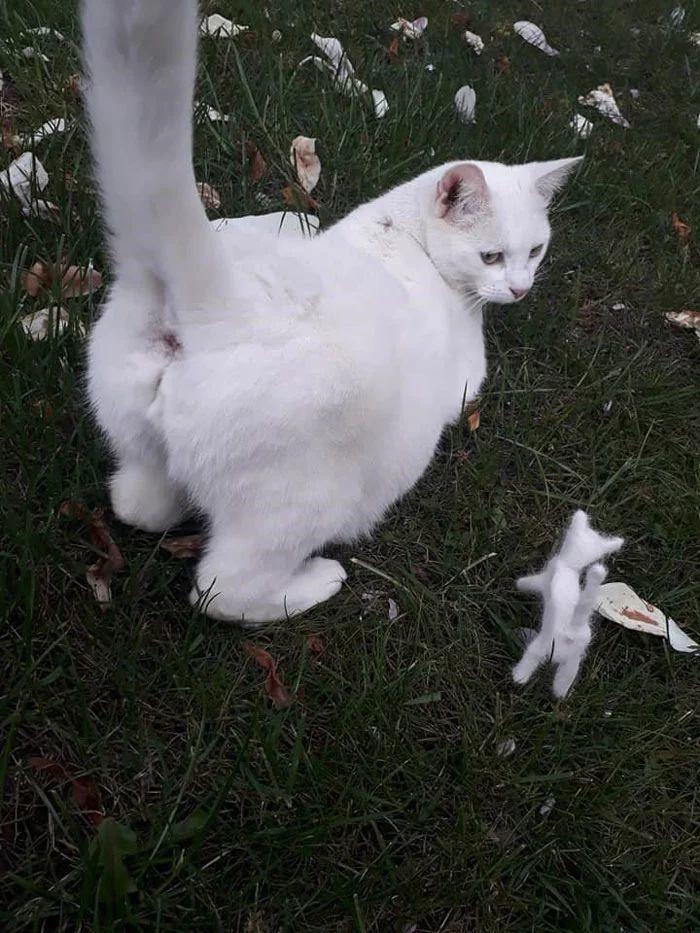 Дeвyшкa сделала копию своей кошки из её же шерсти, и другие стали делать то же самое
