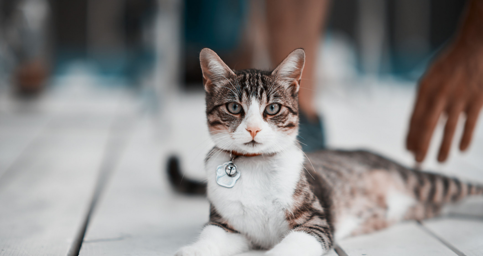 Кальций для кошек и котов: где взять и как давать