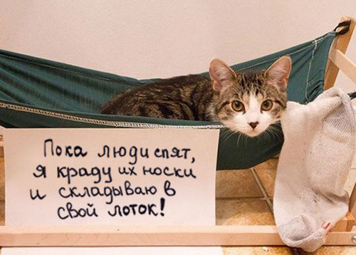 17 котиков, которые провинились и очень об этом сожалеют