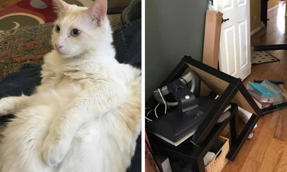 Пользователи сети, делятся кадрами своей тяжёлой жизни с котами