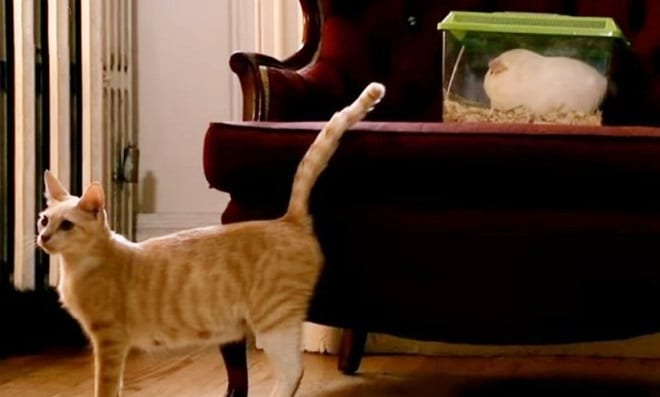 Кошки-мышки: как поладили в одном доме такие разные животные
