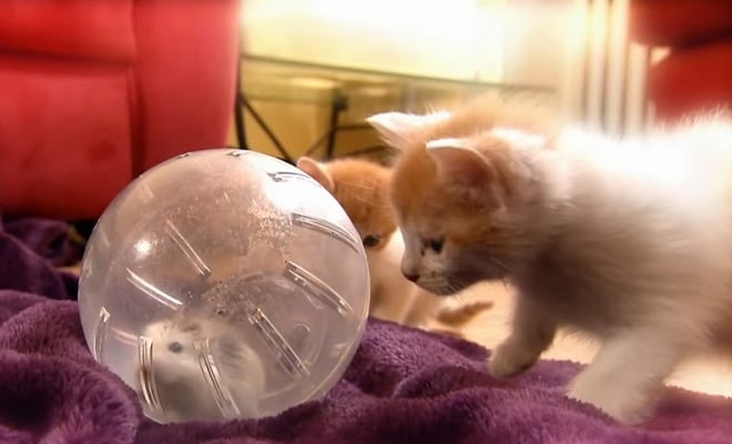 Кошки-мышки: как поладили в одном доме такие разные животные
