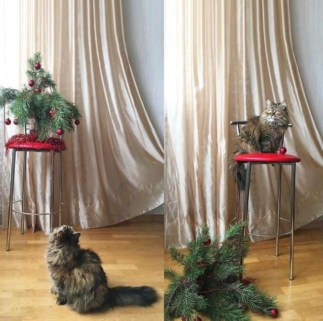 15 доказательств того, что кот — хозяин в доме