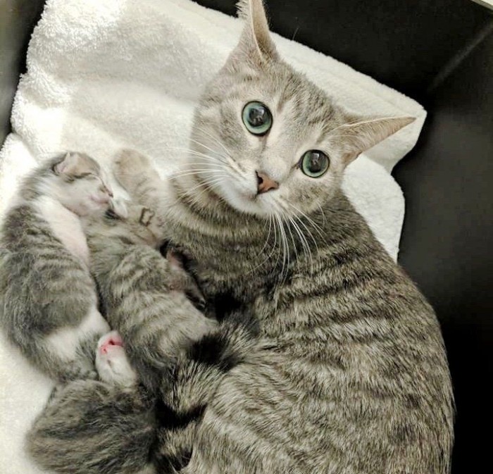Женщина подружилась с бродячей кошкой и помогла ей с её особыми котятами