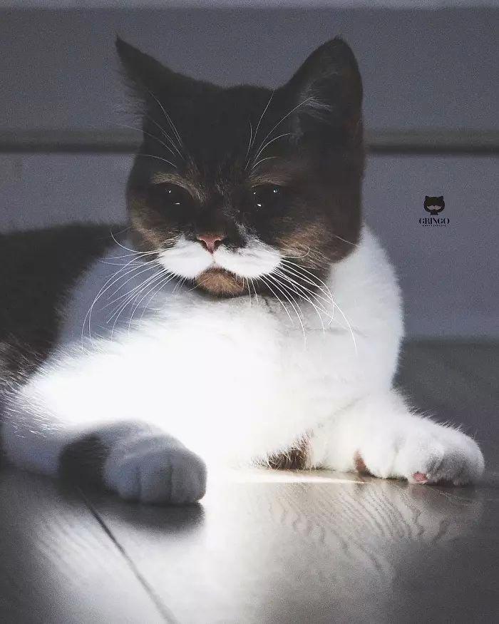 Гринго — кот с изящными усами, которые делают его похожим на джентльмена