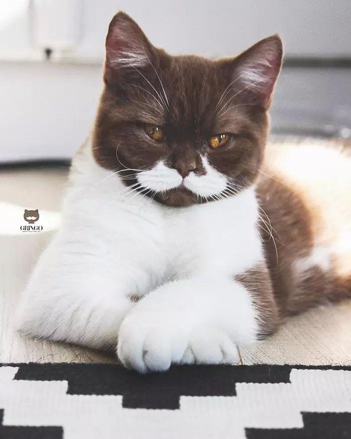 Гринго — кот с изящными усами, которые делают его похожим на джентльмена