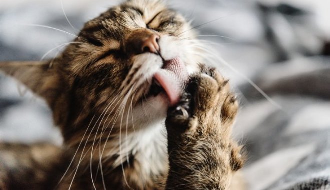 16 странных кошачьих привычек