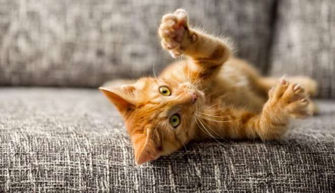 16 странных кошачьих привычек