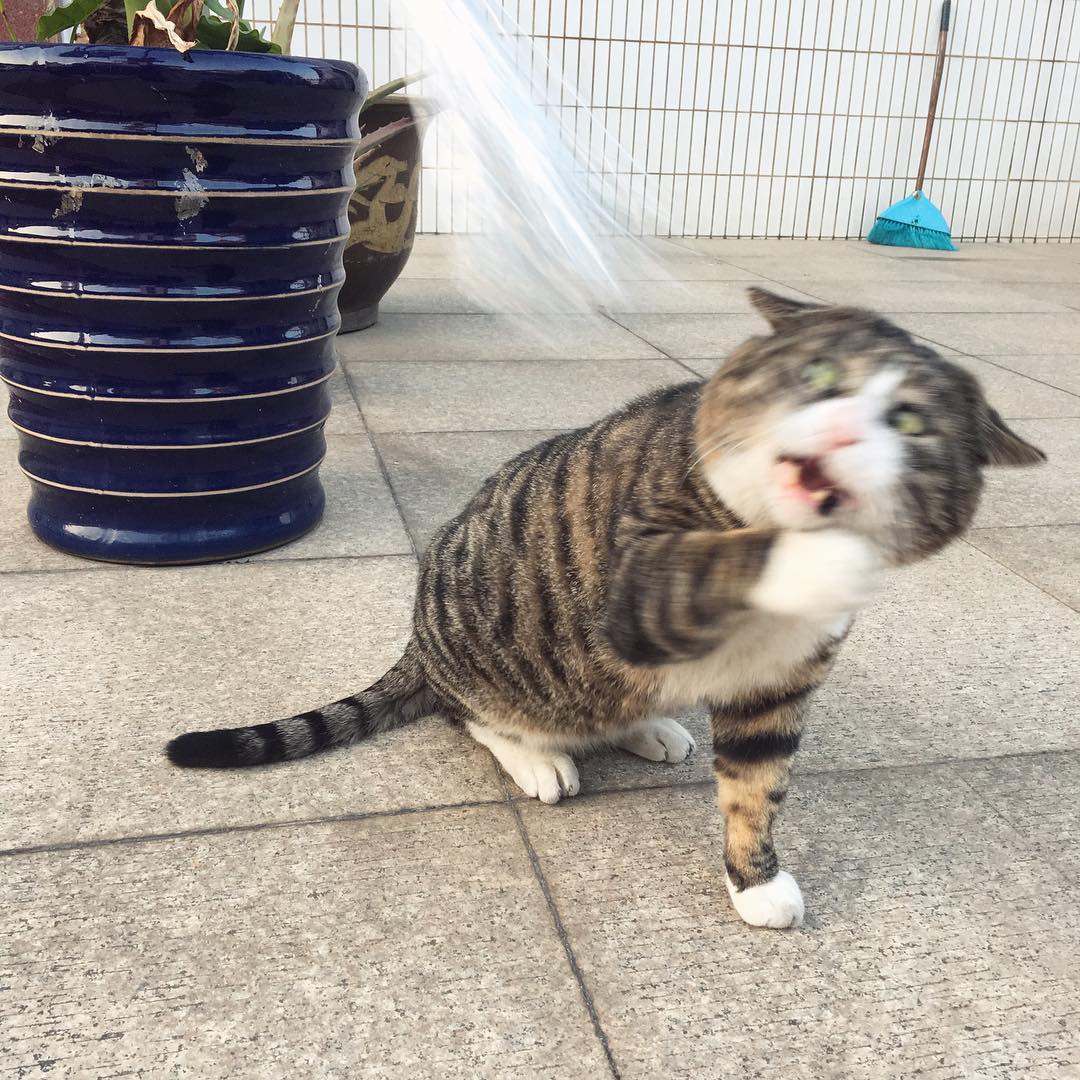 В Сети появился самый нефотогеничный кот, которого моментально разобрали на мемы