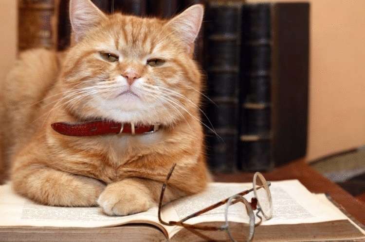 Минутка любознателя: ученые попытались выяснить, каков IQ у котов