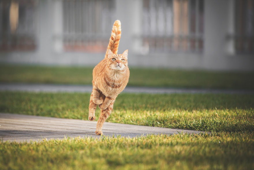 Итальянский фотограф Сабрина Боэм: рыжий кот Рикки