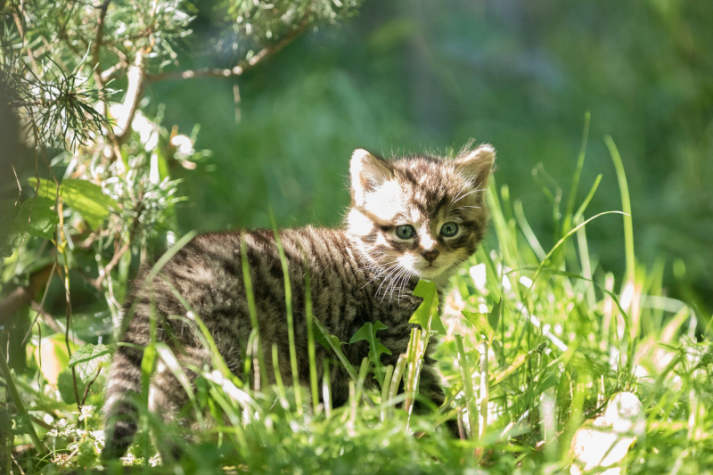 В Эдинбурге родились котята редкого шотландского дикого кота