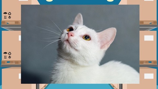 «Он сам пришел!»: истории котов, которые выбрали себе хозяев