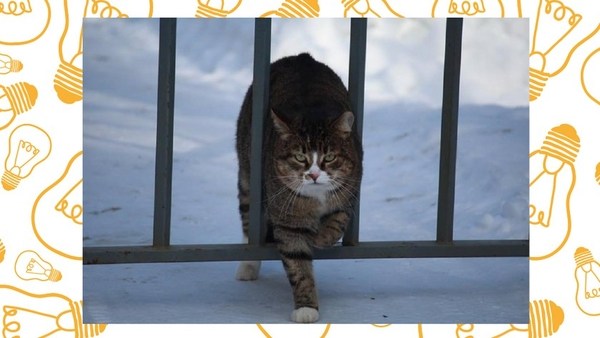 «Он сам пришел!»: истории котов, которые выбрали себе хозяев
