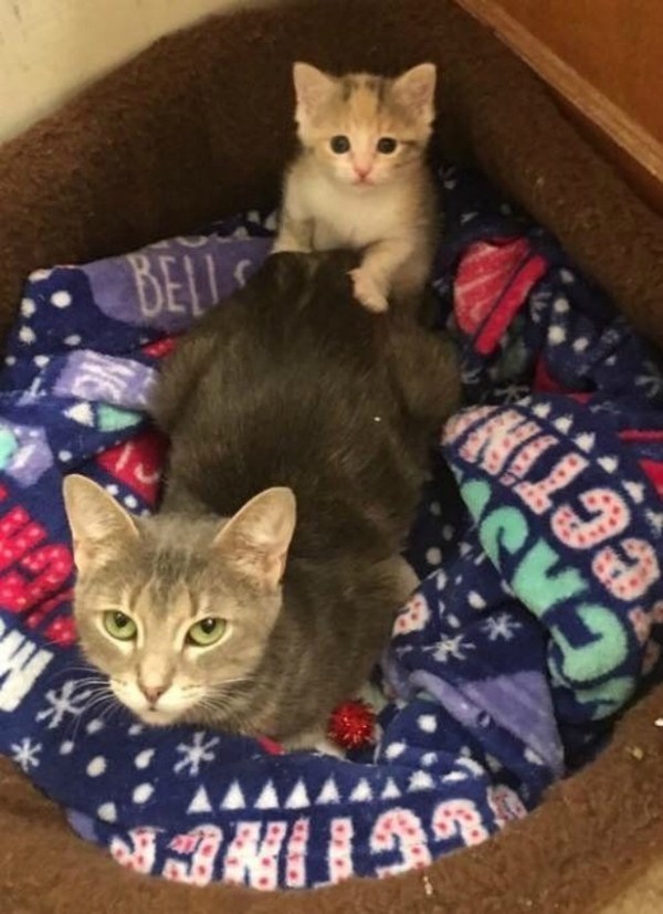 Брошенный угрюмый кот и бездомная мама-кошка с дочкой: две истории спасения кошек в США
