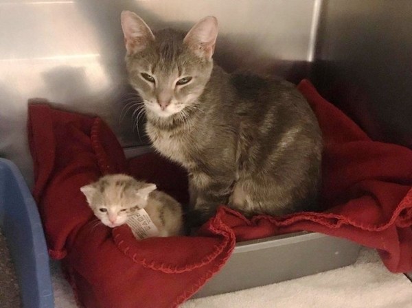 Брошенный угрюмый кот и бездомная мама-кошка с дочкой: две истории спасения кошек в США