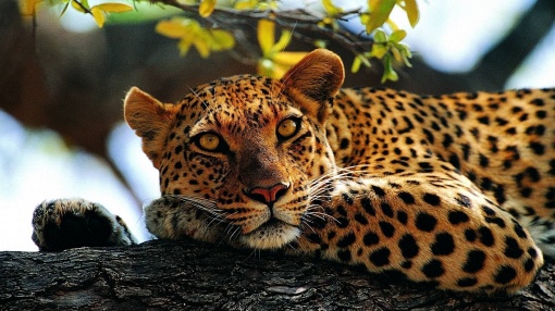 Защитники животных опубликовали видео спасения молодых леопардов
