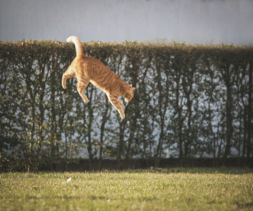 Итальянский фотограф Сабрина Боэм: рыжий кот Рикки