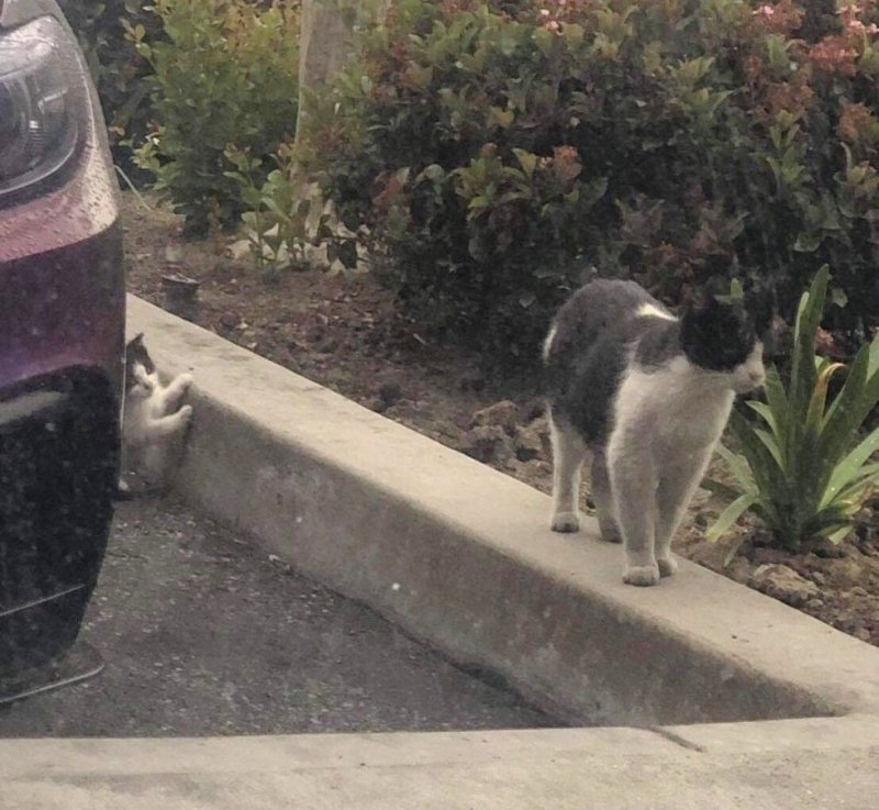 У автомагазина прибилась одинокая кошка с крошечным малышом