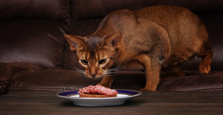 Топ 9 наиболее распространенных ошибок в питании кошек