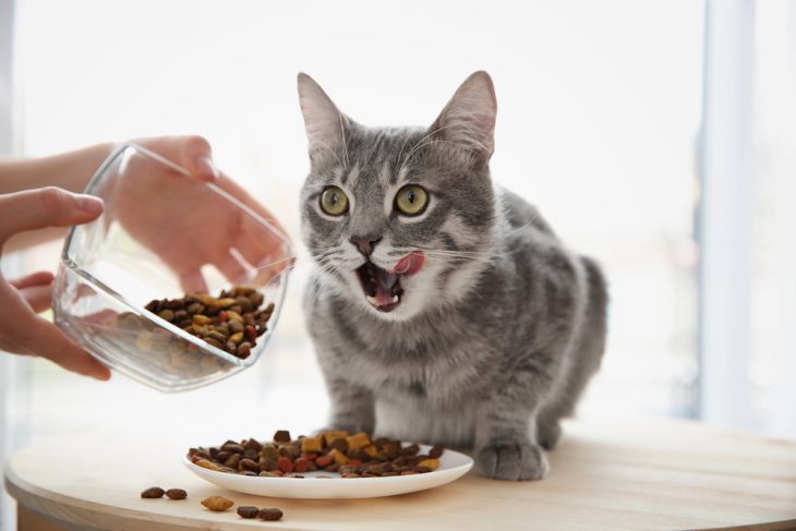 Что такое лечебное питание для кошек